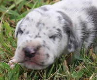 Shakira, a female Great Dane for sale in Unionville, IA – 1 of 9