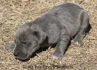Heather, a female Great Dane for sale in Unionville, IA – Photo 2 of 9