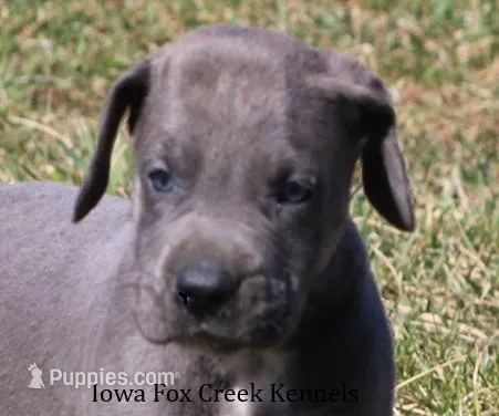 Heather – Great Dane puppy for sale in Unionville, IA
