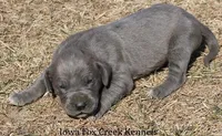 Heather, a female Great Dane for sale in Unionville, IA – Photo 7 of 9