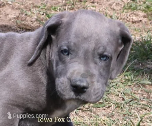 Heather – Great Dane puppy for sale in Unionville, IA