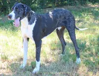 Heather, a female Great Dane for sale in Unionville, IA – Photo 8 of 9