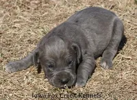 Heather, a female Great Dane for sale in Unionville, IA – Photo 3 of 9