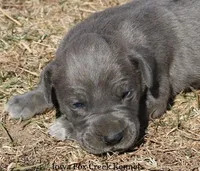 Heather, a female Great Dane for sale in Unionville, IA – Photo 1 of 9