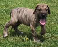 Murphy, a male Great Dane for sale in Unionville, IA – 2 of 10
