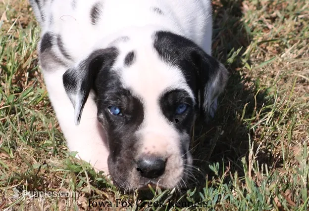 Zorro – Great Dane puppy for sale in Unionville, IA