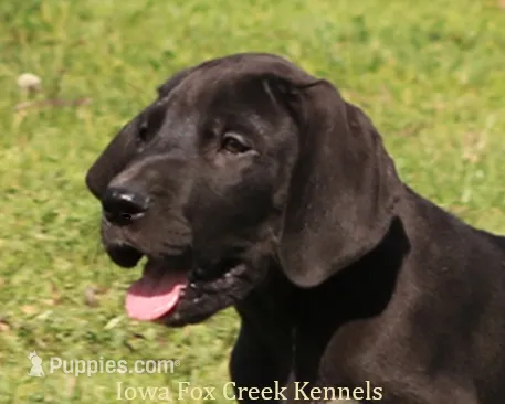 Max – Great Dane puppy for sale in Unionville, IA