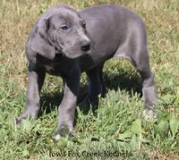 Sapphire, a female Great Dane for sale in Unionville, IA – 7 of 10