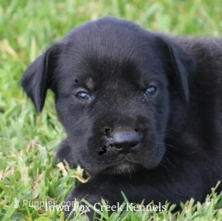Brianna – Great Dane, English Mastiff puppy for sale in Unionville, IA
