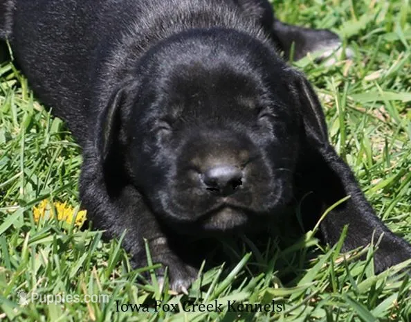Brianna, a female Great Dane and English Mastiff for sale in Unionville, IA – Photo 1 of 8