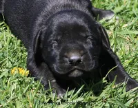 Brianna, a female Great Dane and English Mastiff for sale in Unionville, IA – Photo 1 of 8