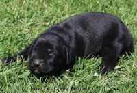 Brianna, a female Great Dane and English Mastiff for sale in Unionville, IA – Photo 3 of 8
