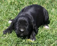 Brianna, a female Great Dane and English Mastiff for sale in Unionville, IA – Photo 5 of 8