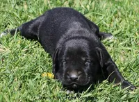 Brianna, a female Great Dane and English Mastiff for sale in Unionville, IA – Photo 4 of 8