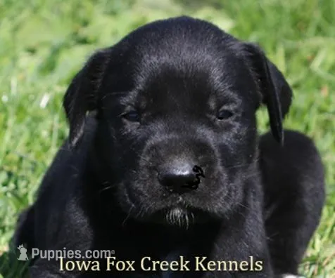 Brianna – Great Dane, English Mastiff puppy for sale in Unionville, IA