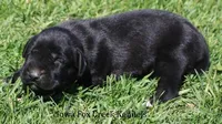 Brianna, a female Great Dane and English Mastiff for sale in Unionville, IA – Photo 2 of 8