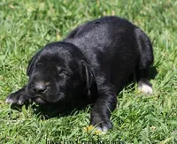 Brianna, a female Great Dane and English Mastiff for sale in Unionville, IA – Photo 6 of 8