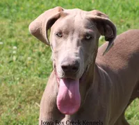 Hope, a female Great Dane for sale in Unionville, IA – 1 of 8