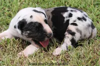 Zorro, a male Great Dane for sale in Unionville, IA – 7 of 10