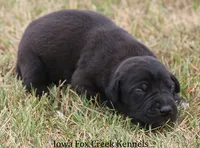 Shadow, a male Great Dane for sale in Unionville, IA – 4 of 10