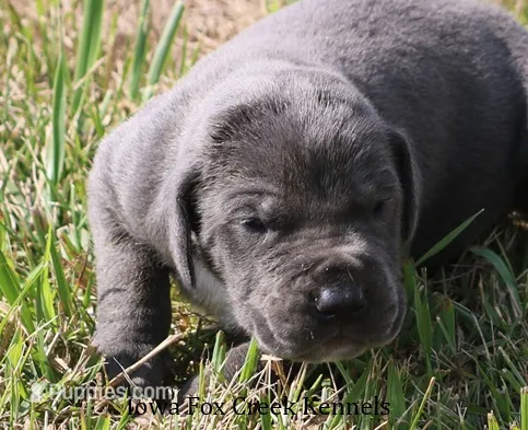 Smokey – Great Dane puppy for sale in Unionville, IA