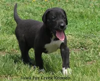 Mitzi, a male Great Dane for sale in Unionville, IA – 3 of 10