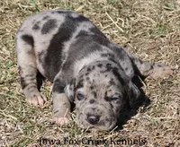 Samson, a male Great Dane for sale in Unionville, IA – Photo 2 of 10