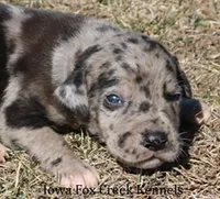 Samson, a male Great Dane for sale in Unionville, IA – Photo 1 of 10