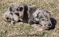 Samson, a male Great Dane for sale in Unionville, IA – Photo 7 of 10