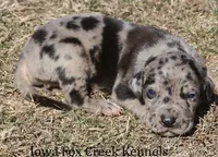 Samson, a male Great Dane for sale in Unionville, IA – Photo 8 of 10