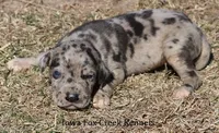 Samson, a male Great Dane for sale in Unionville, IA – Photo 6 of 10
