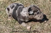 Samson, a male Great Dane for sale in Unionville, IA – Photo 3 of 10
