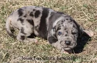 Samson, a male Great Dane for sale in Unionville, IA – Photo 5 of 10