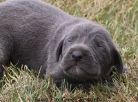 Sapphire, a female Great Dane for sale in Unionville, IA – 6 of 8