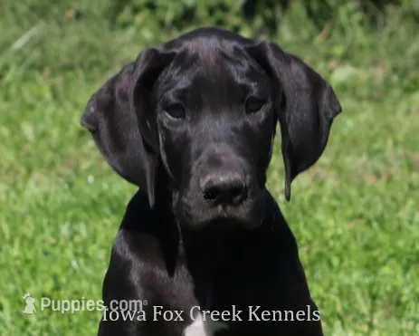Sadie – Great Dane puppy for sale in Unionville, IA