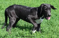 Milo, a male Great Dane for sale in Unionville, IA – 6 of 8