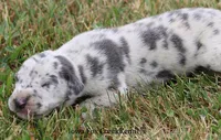 Shakira, a female Great Dane for sale in Unionville, IA – 5 of 9
