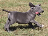 Sophie, a female Great Dane for sale in Unionville, IA – 8 of 10