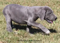 Sophie, a female Great Dane for sale in Unionville, IA – 4 of 10