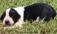 Zoey, a female Great Dane for sale in Unionville, IA – 4 of 10