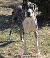Shakira, a female Great Dane for sale in Unionville, IA – 9 of 9