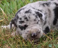 Samson, a male Great Dane for sale in Unionville, IA – 1 of 10