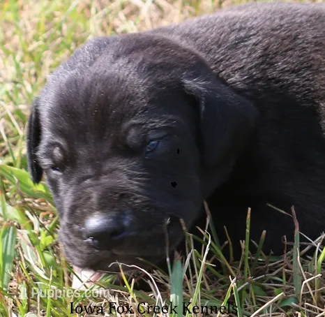 Scoundrel – Great Dane puppy for sale in Unionville, IA