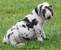 Molly, a male Great Dane for sale in Unionville, IA – 7 of 9