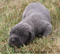 Sarge, a male Great Dane for sale in Unionville, IA – 6 of 8
