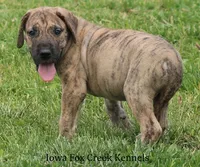 Murphy, a male Great Dane for sale in Unionville, IA – 3 of 10