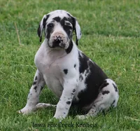 Molly, a male Great Dane for sale in Unionville, IA – 2 of 9