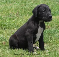 Maya, a male Great Dane for sale in Unionville, IA – 8 of 10