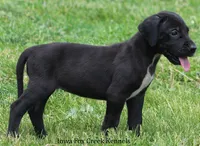 Maya, a male Great Dane for sale in Unionville, IA – 7 of 10