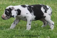 Molly, a male Great Dane for sale in Unionville, IA – 3 of 9